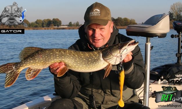 Nieuwe sensatie voor shallow-screwed shads – Gator Gum
