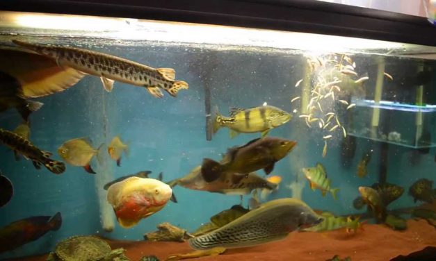 Roofmeister aquarium