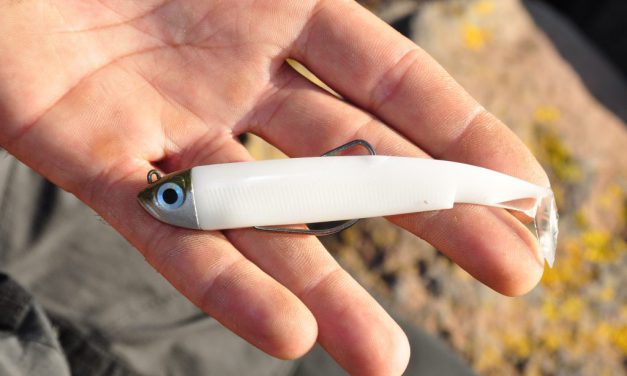 De Black Minnow Shad, de ultieme zeebaarsshad
