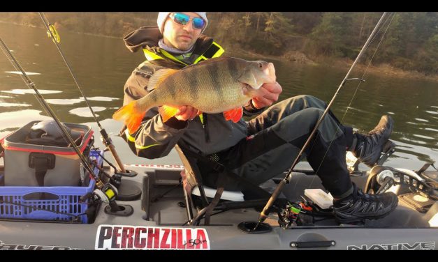Spaanse mega baars
