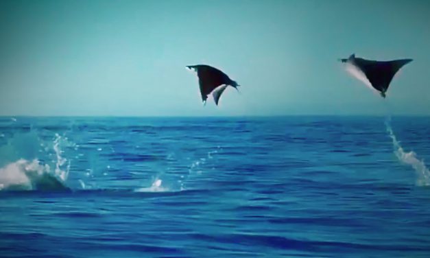 Vliegende manta’s