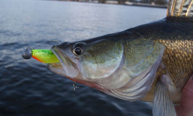 Zander Pro Shad; snoekbaarskiller eerste klas!