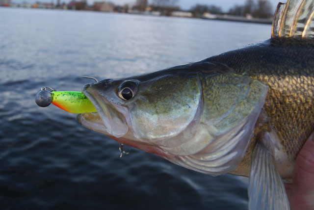 Zander Pro Shad; snoekbaarskiller eerste klas!