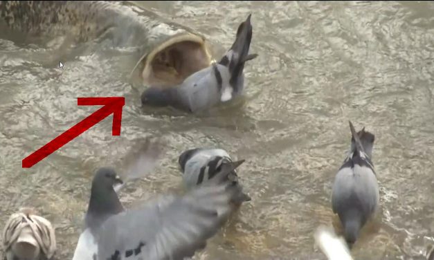 Meerval vs orca