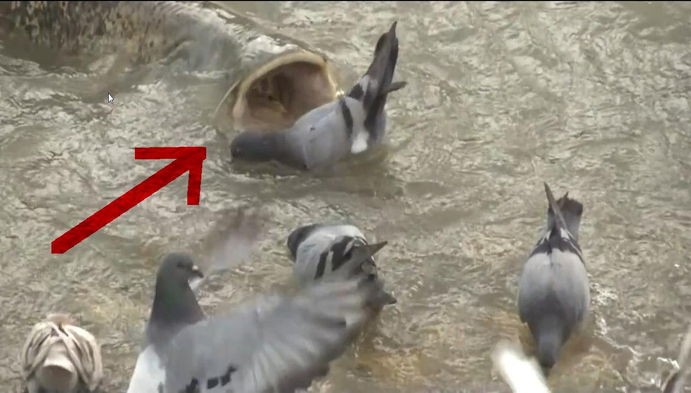 Meerval vs orca