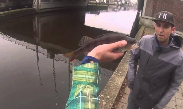 Sit back roofvisvideo met RICO STOUGIE