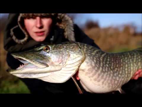 Snoek die aast als karper