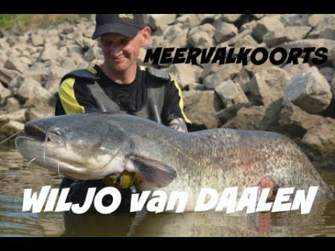 MEERVALKOORTS – Wiljo van Daalen meets KingFishers NL