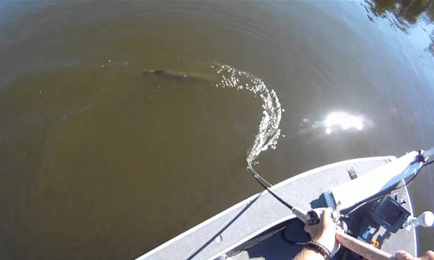 Figure eight en het lossen van een monster musky