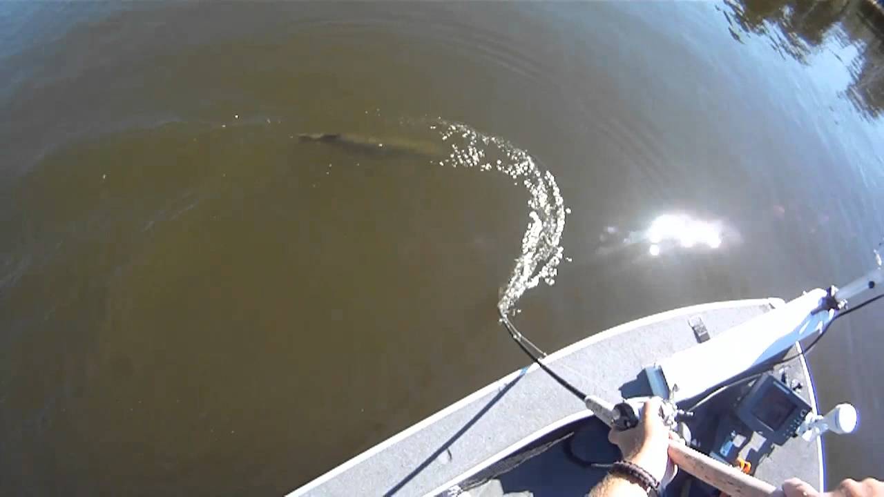 Figure eight en het lossen van een monster musky