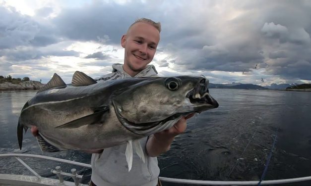 Topwater MADNESS – Koolvis in Noorwegen