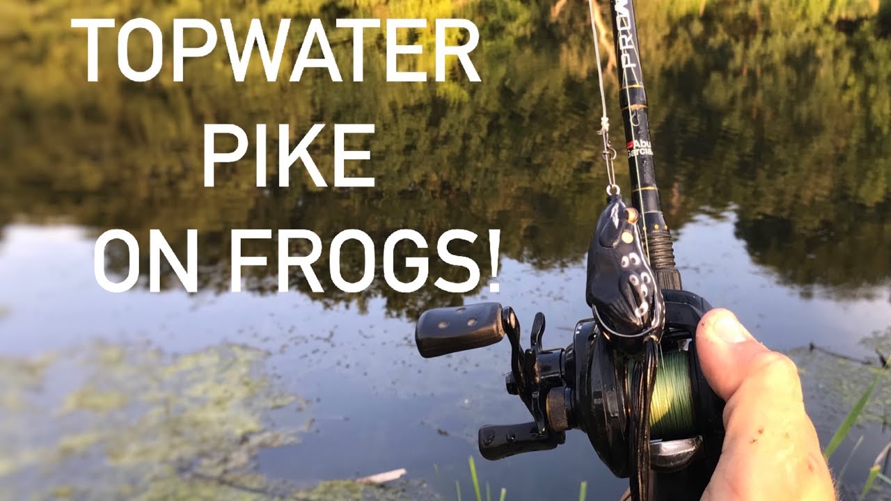 Snoek vs kikker