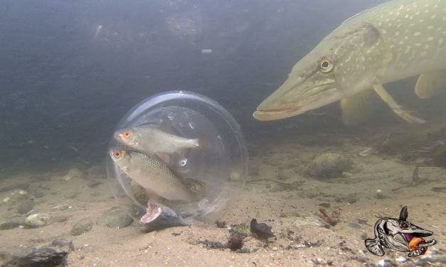Kijk en observeer – aasvis in een glazen bol