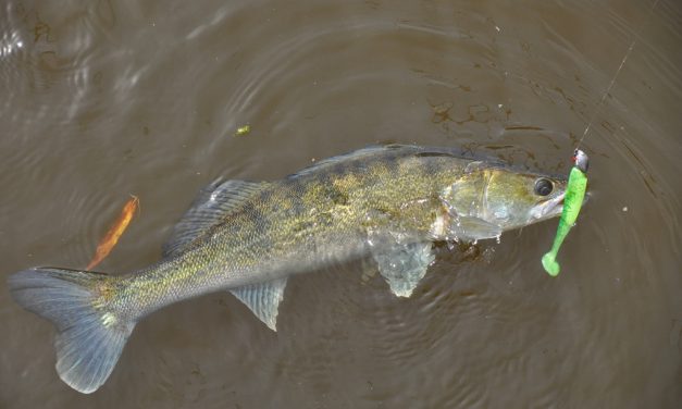 Zo vis je werpend met shads op snoekbaars