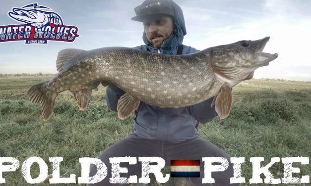 Onze poldersnoek – Uniek in Europa!