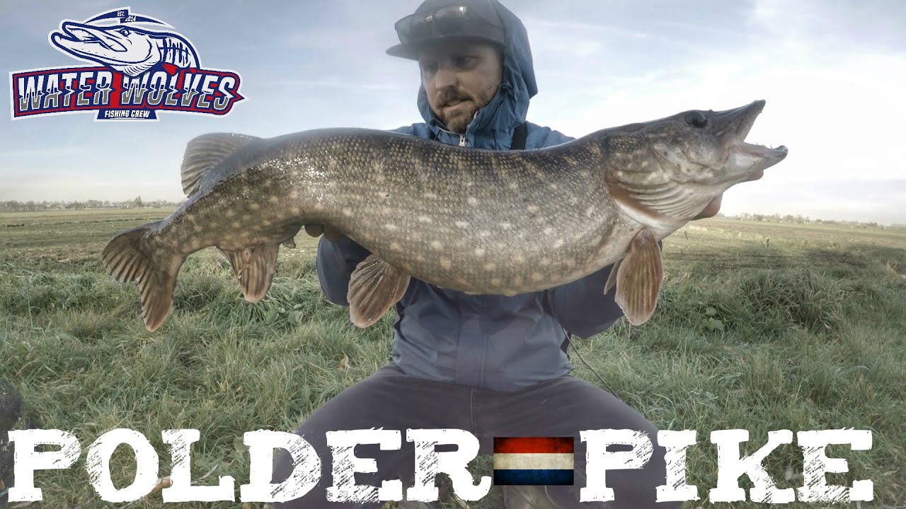 Onze poldersnoek – Uniek in Europa!