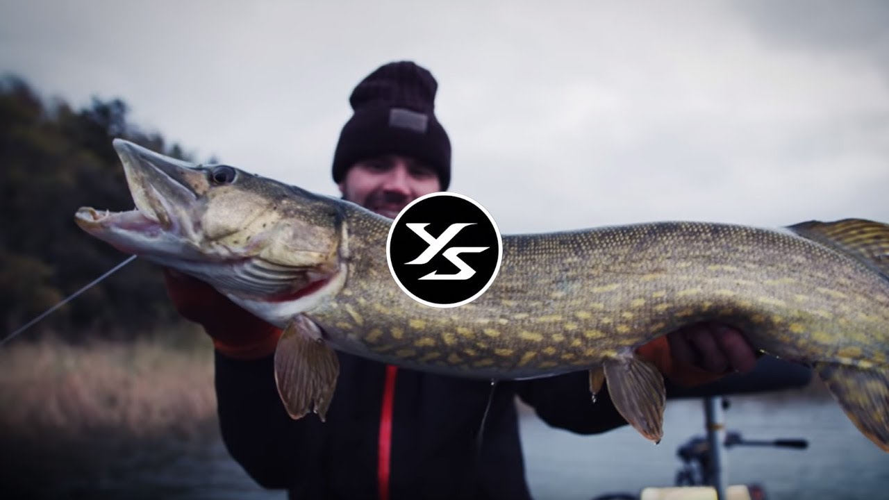 Grote snoek in Zweden