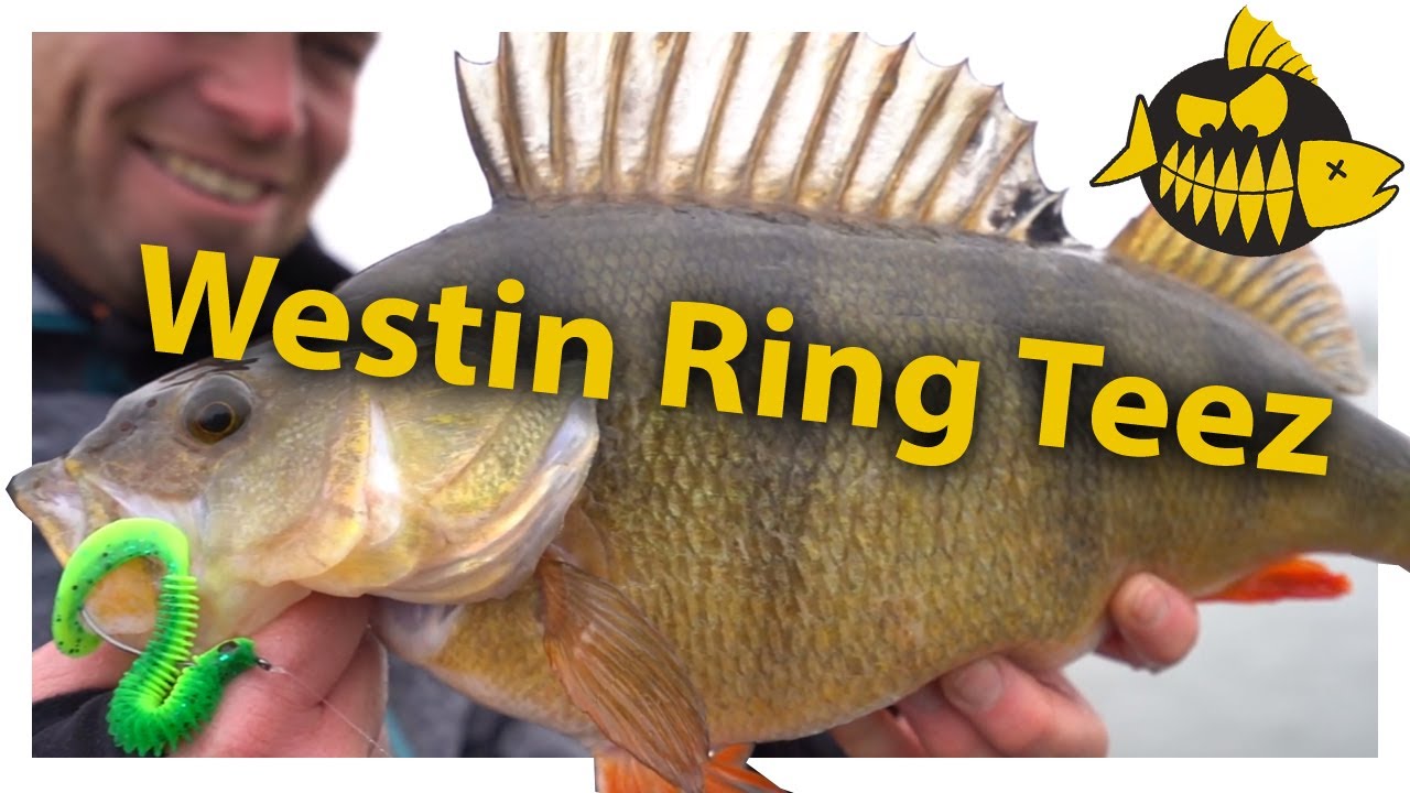 Ring Teez – Carolina & Texas rig