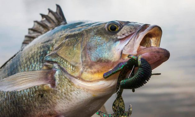 De VisTD – Interview – Veel meer dan de Carolina rig