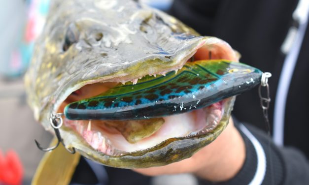 TACKLE MEISTER REVIEW – Een anders-dan-anders-jerkbait