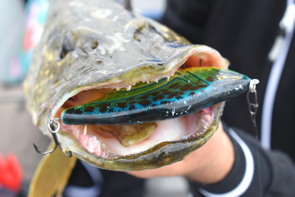 TACKLE MEISTER REVIEW – Een anders-dan-anders-jerkbait