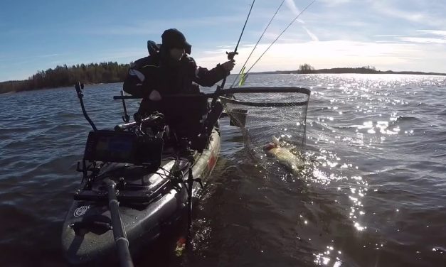 Snoekbaars van 11 kilo – Past niet in netje :-P