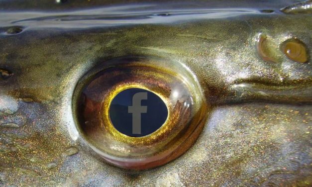 Social media en roofvissen – 3 experts aan ‘t woord