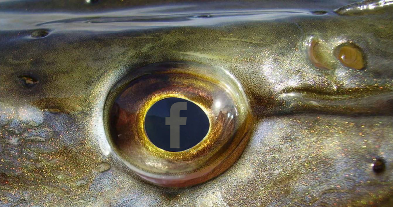Social media en roofvissen – 3 experts aan ‘t woord