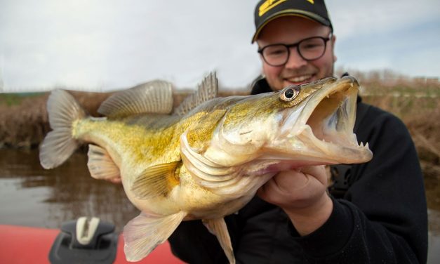 Dikke kanaal snoekbaars – Met de neus in de boter