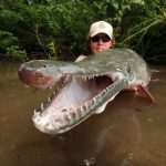 De alligator gar – De levende dinosauriër