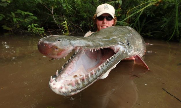 De alligator gar – De levende dinosauriër