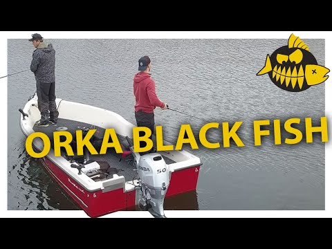 Roofmeister botentest op het Brielse Meer – De Orka Black Fish