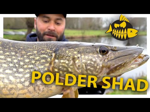 Mehmets favoriete shads voor snoek in de polder
