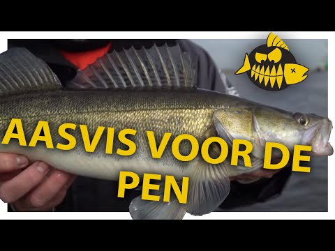 VIDEO: Uitleg over aasvis voor het pennen op snoekbaars – Michael Stalenhoef