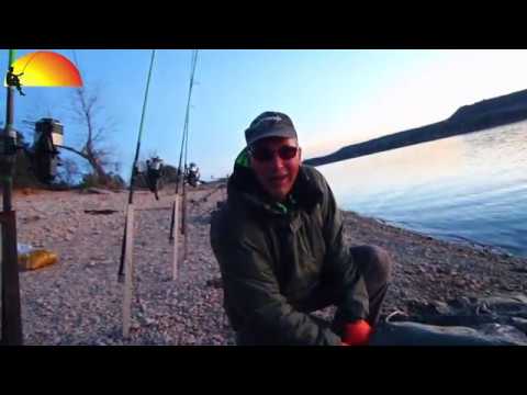 Ebro meerval – De Vissende Hollander