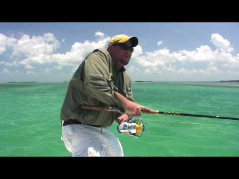 Explosieve haring – Tarpon in de versnelling