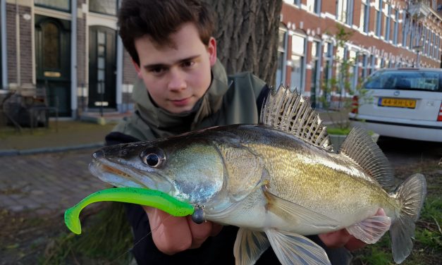 Tackle Meister Review – Sensu Jig’n Swim shad
