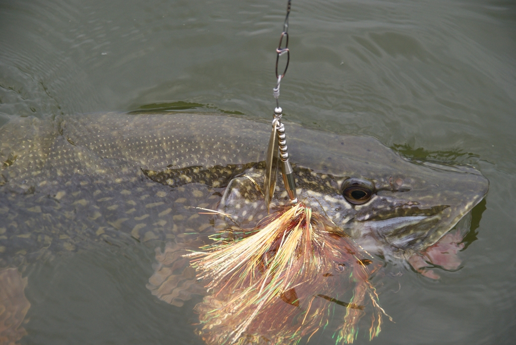 XXL spinners- super kunstaas voor zomer snoek