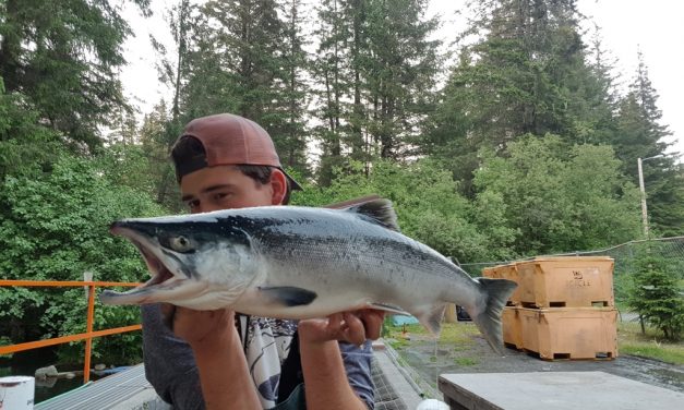 Zalm dreggen, flossen en dippen – Blog Johannes Elzinga deel II