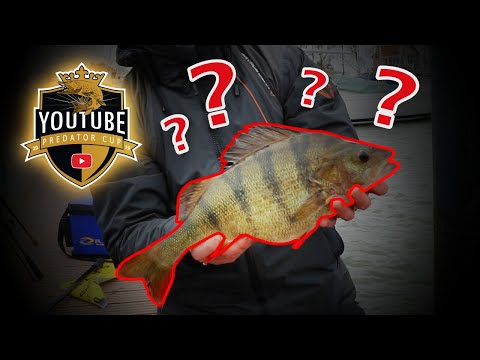 Schandaal bij de YouTube Predator Cup
