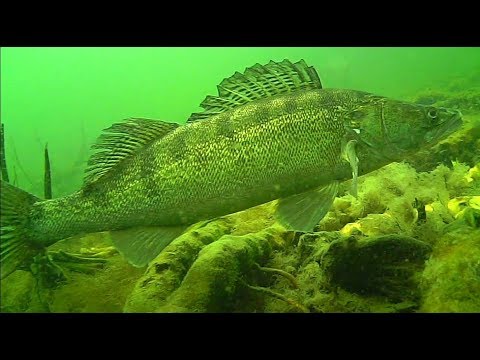 Snoekbaars – Duiker filmt nestbewakers