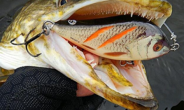 6 top jerkbaits bij FAUNA Hengelsport