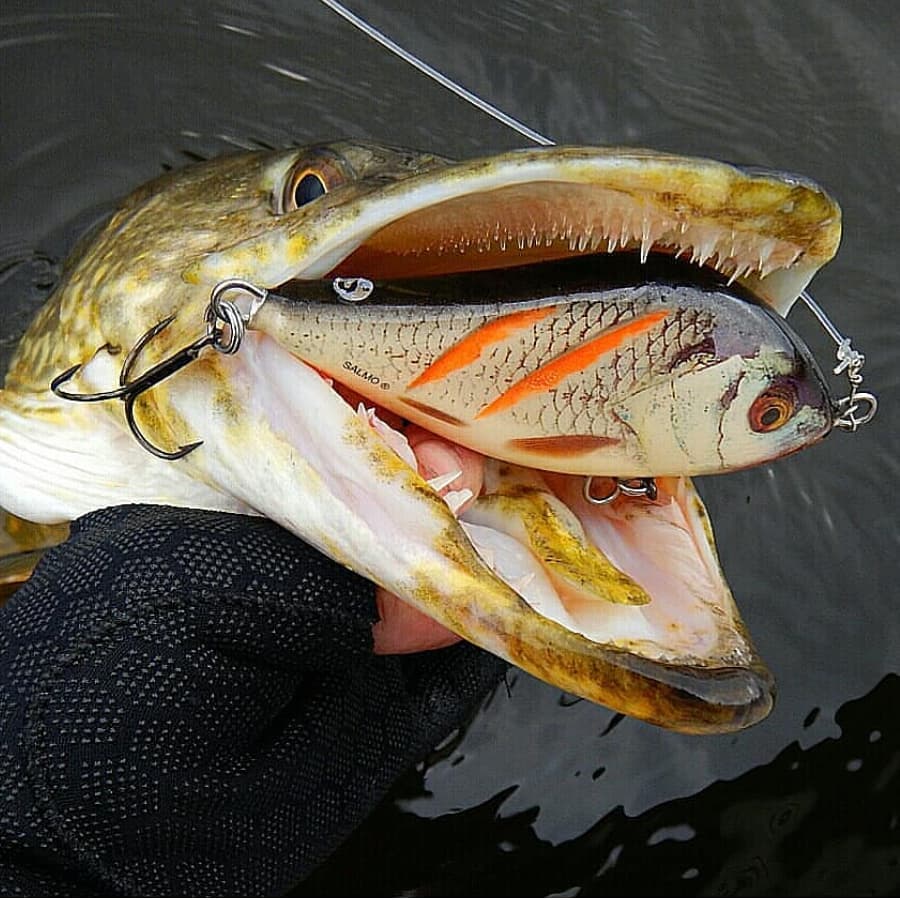 6 top jerkbaits bij FAUNA Hengelsport