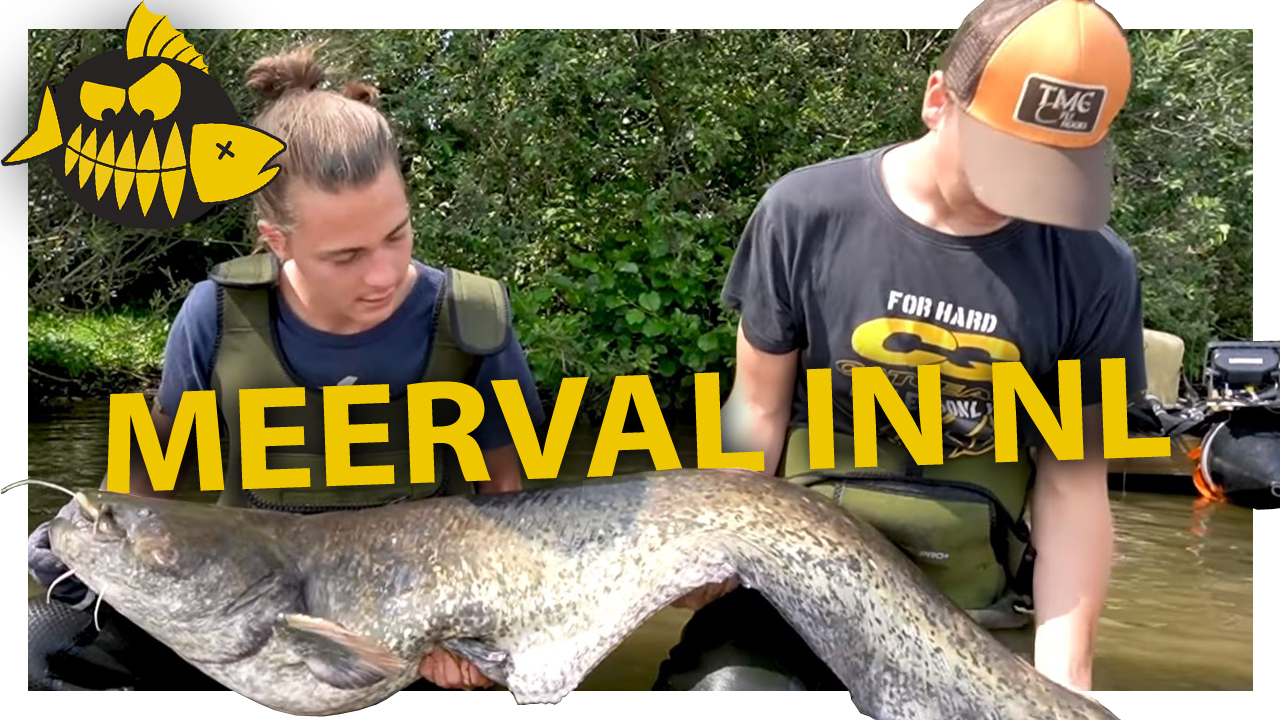 ***ROOFMEISTER VIDEO*** Zo vang je meerval in Nederland
