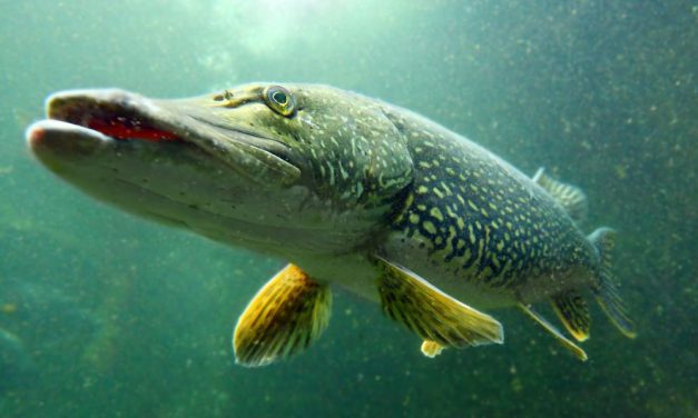 Meisje door snoek in been gebeten – Esox op zwarte lijst