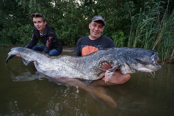 Monstermeerval in Enschede – Nieuw Nederlands record