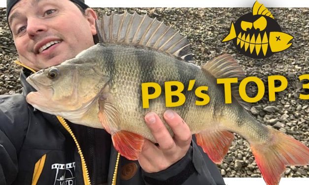 De top 3+1 softbaits van Pieter-Bas Broeckx voor de Carolina rig