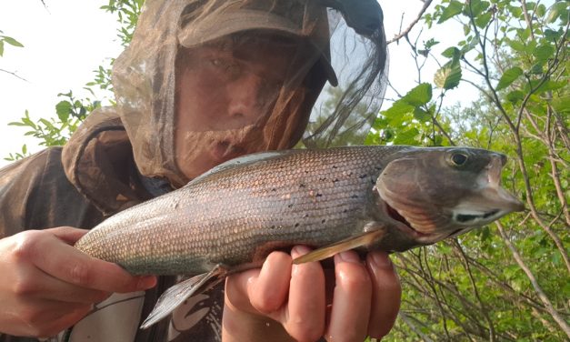 Artic grayling met de Carolina rig – Blog Johannes Elzinga deel III