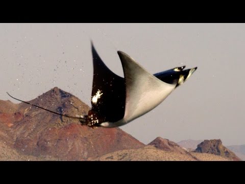 Vliegende manta’s