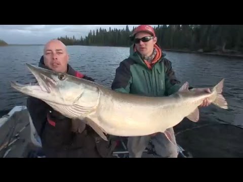 Musky van bijna 140 cm op een grote oma